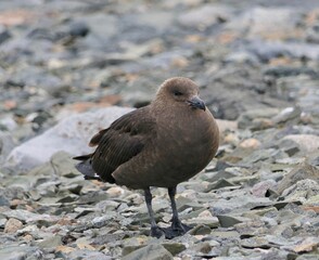 Skua, antarctic bird, standing on stone beach, Antarctica
