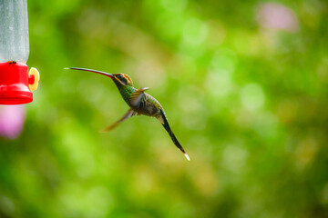 Ermitaño de Yaruqui / White-whiskered Hermit Hummingbird / Phaethornis yaruqui - Alambi, Ecuador, Reserva de Biósfera del Chocó Andino © Miguel Angel