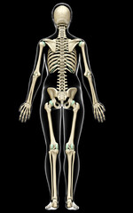 3d rendered, medically accurate illustration of a female skeleton system