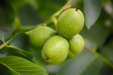 Unripe walnuts growing on a tree.