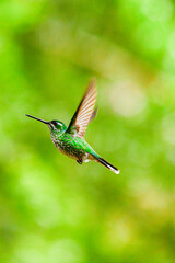 Fototapeta na wymiar El colibrí de raquetao colibrí cola de hoja o cola de raqueta / White-booted racket-tail Hummingbird / Ocreatus underwoodii - Alambi, Ecuador