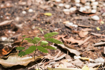 Tamarind trees are growing in the garden