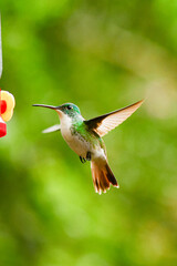 Colibrí Esmeralda andina, diamante de pico largo o amazilia andina / Andean Emerald / Amazilia franciae - Alambi, Ecuador © Migue