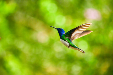 Fototapeta premium Colibrí Jacobino cuello blanco o jacobino collar grande / White Necked Jacobin Hummingbird / Florisuga mellivora - Alambi, Ecuador