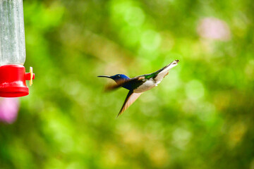 Colibrí Jacobino cuello blanco o jacobino collar grande / White Necked Jacobin Hummingbird / Florisuga mellivora - Alambi, Ecuador