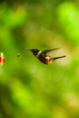 Colibrí de Mitchell / Purple-throated Woodstar Hummingbird / Philodice mitchellii - Alambi, Ecuador © Miguel Angel