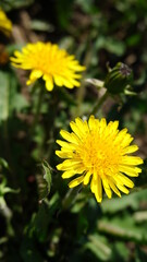 yellow dandelion flower