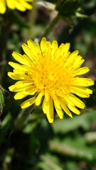 yellow dandelion flower