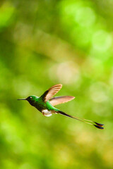 El colibrí de raquetao colibrí cola de hoja o cola de raqueta / White-booted racket-tail Hummingbird / Ocreatus underwoodii - Alambi, Ecuador