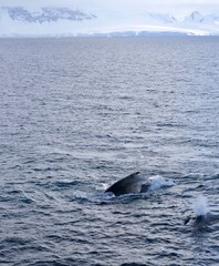 Fototapeta premium Whales surfacing in blue antarctic sea and landscape with icebergs, Antarctica
