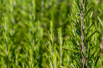 Mediterrenean Salvia rosmarinus commonly known as rosemary. Spicy flavoring for meal.