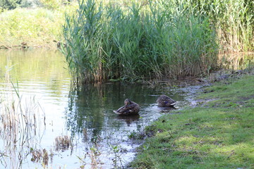 ducks in the lake