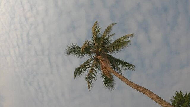 Coconat palm tree on cloud sky tropical view