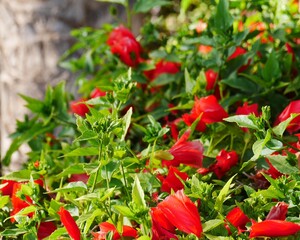 red flowers in the garden
