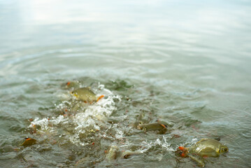 Motion blurred crowd of carp fish eating the food with splash of water around