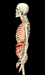 3d rendered medically accurate illustration of Internal organs and skeleton system