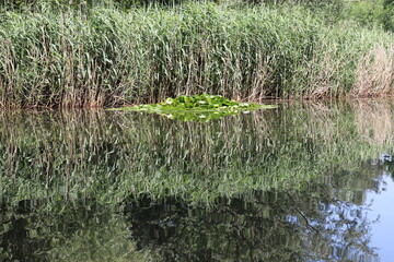 reeds in the water
