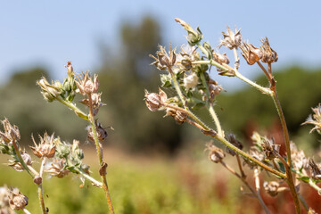 Sideritis Scardica Mountain Tea in Garden