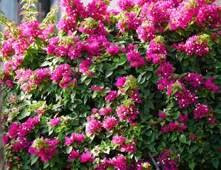 pink flowers in the garden