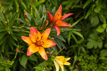 pictured is an orange flower with leaves