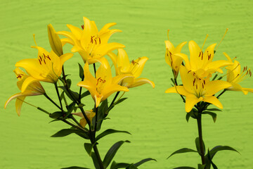 pictured is a yellow flower on a green background