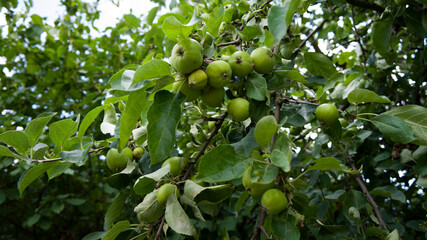 Ich war in der Natur und haben unseren Apfelbaum fotografiert mit schöne Farben fängt gerade an zu wachsen