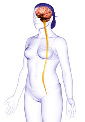 3d rendered medically accurate illustration of the brain