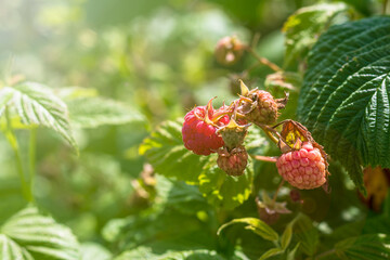 Daylight. raspberry bush on it is a red berry. ripened. Close-up