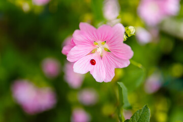Fototapeta premium Ladybug sitting on malva