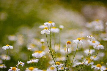 Daisies Blooming camomile field, camomile flowers on a meadow in summer, selective focus, blur. Beautiful nature scene with blooming medical daisies on a sun day. Natural meadow background