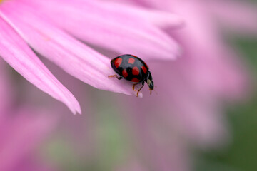 Ladybug on the petals of a pink flower. Coccinella septempunctata. Gardening.