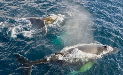 Fototapeta premium Two whales surfacing and showing back in blue antarctic ocean, Antarctica