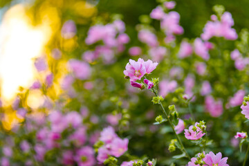 Blooming pink mallow flowers (Malva alcea, cut-leaved mallow, vervain mallow or hollyhock mallow) in summer garden - obrazy, fototapety, plakaty