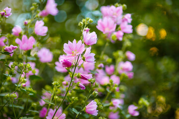 Blooming pink mallow flowers (Malva alcea, cut-leaved mallow, vervain mallow or hollyhock mallow) in summer garden