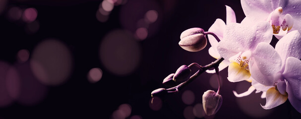 Lilac orchid close up on dark bokeh lights background. Panoramic banner with copy space