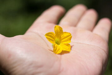  Yellow flower  of  pumpkin plant