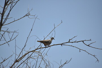 A Laughing Palm Dove perched on a branch
