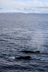 Fototapeta premium Whales surfacing in blue antarctic sea and landscape with icebergs, Antarctica