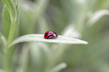Ladybug on the silver leaves of a garden plant. Coccinella septempunctata. Gardening.