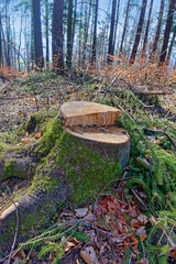 Large tree stump covered with moss in a forest