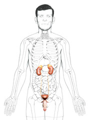 3d rendered, medically accurate illustration of the kidneys