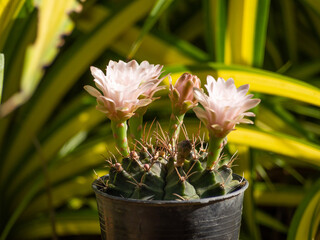 Cactus flowers are blooming