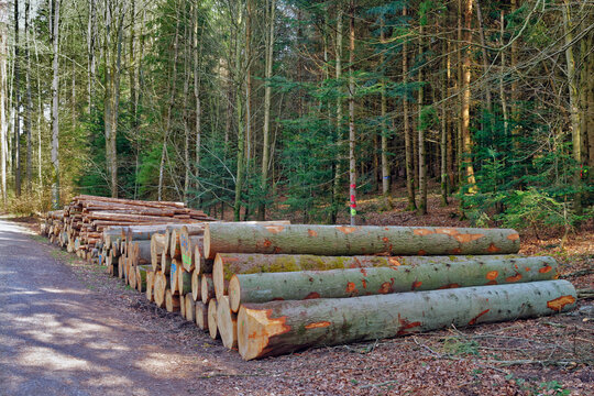 Large cut down trees laying on the ground in a forest