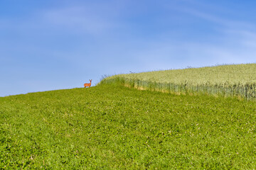 Female deer (doe, hind) in a field in countryside