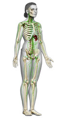 Obraz premium 3d rendered medically accurate illustration of a female lymphatic system