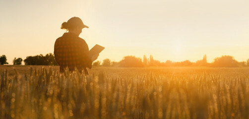 Woman farmer stands in a wheat field at sunset and works with a digital tablet. Smart farming and precision agriculture	
