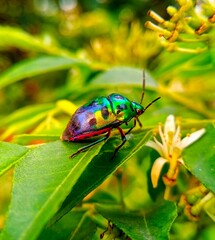 colorado potato beetle