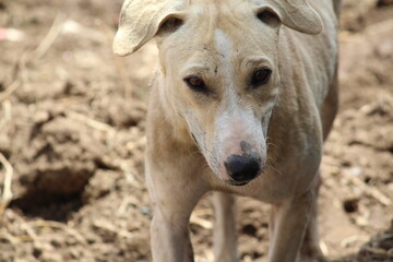 Fototapeta premium 10 april 2020 A cute dog standing on the farm in afternoon at village