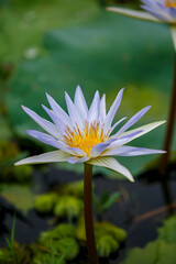 Water Lily photographs taken place in Dhaka, Bangladesh