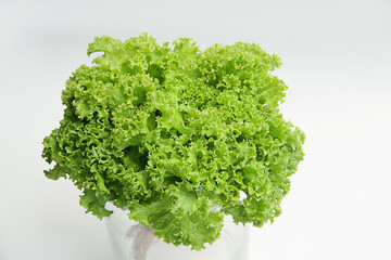 Obraz premium bright fresh lettuce leaves close up